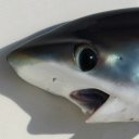 forget-me-yes-21 avatar