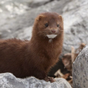 forgetfulminks avatar