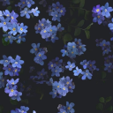 forgetmenot1057 avatar