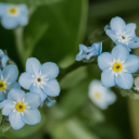 forgetmenotblooms avatar