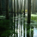 forgetmenots-secondthoughts avatar