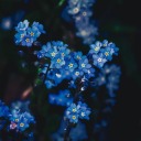 forgetmenots0250 avatar