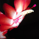 forgetsnostalgia avatar