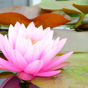 forgetthedisharmony avatar