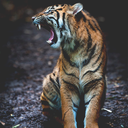 forgotten-eloquence avatar