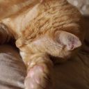 forgottenadam avatar