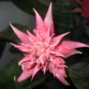 forgottendandelion avatar