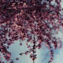 forgottendreamsdrawer avatar