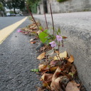 forgottenflwrs avatar