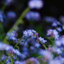 forgottenlunatic avatar