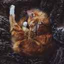 forgottenscarves avatar