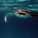 forgottenwriter avatar