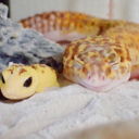 forhappinessforever avatar