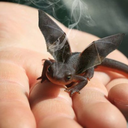 forherebedragons avatar