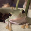 forlornfroggie avatar