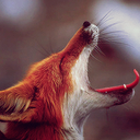 forloveoflimes-blog avatar