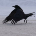 formerly-dovekie avatar