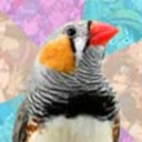 formerotakufinch-blog1 avatar