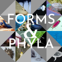 forms-and-phyla avatar