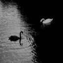 forsakenangst avatar