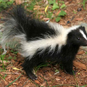 forsakenskunk avatar