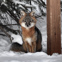 forsakenurocyon avatar