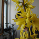 forsythia avatar