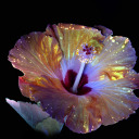 forth-to-the-foam avatar