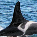 fortheblackfish-blog avatar