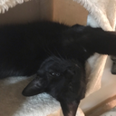 fortheloveofallfandoms avatar