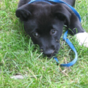 fortheloveofalpacas avatar