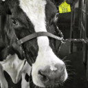 fortheloveofcows avatar