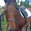 fortheloveofhorsesnz-blog avatar