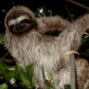 fortheloveofsloths-blog avatar