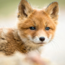 forthesakeofbeingawesome-blog avatar