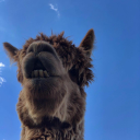 fortruthoversolace avatar