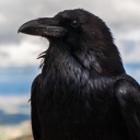 fortuitousraven avatar