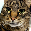 fortunateson13 avatar