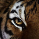 fortunebombney avatar