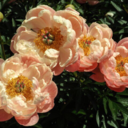 fortunecookkie avatar