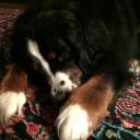 fortyraccoonsinatrenchcoat avatar