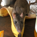 forwarduntospaghetti avatar