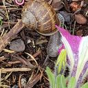 forwhenimtriggered avatar