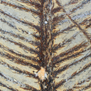 fossilroulette avatar