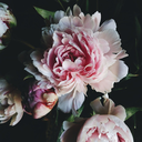 fouillisfouillis avatar