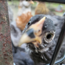 foulchaostale avatar