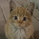 foulsaladkitty avatar