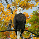 found-on-roadside-blog avatar