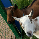 fountainsquaregoats-blog avatar