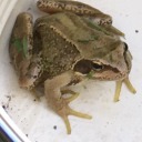 four-frogs-in-a-trenchcoat avatar